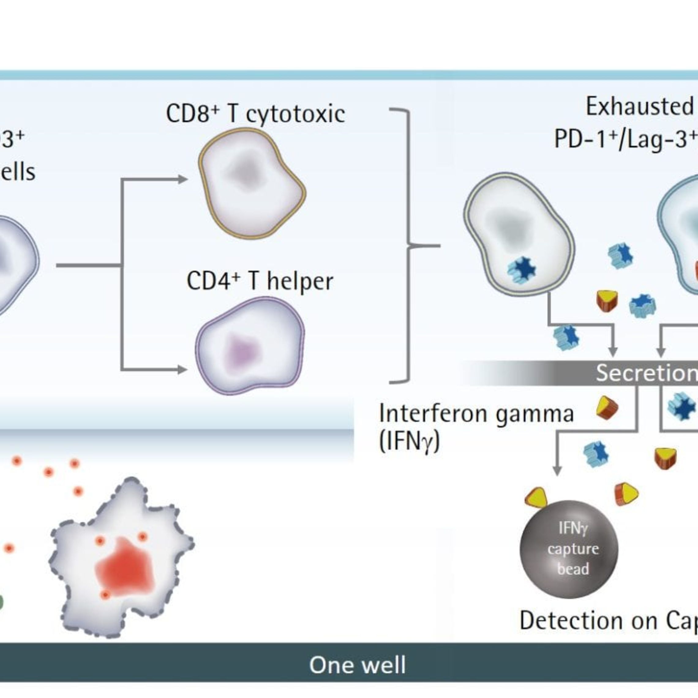 t细胞耗竭耗竭性t细胞 德国赛多利斯 Sartorius